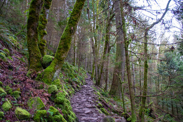 Fototapeta premium A Rocky, Mossy Pacific Northwest Trail 