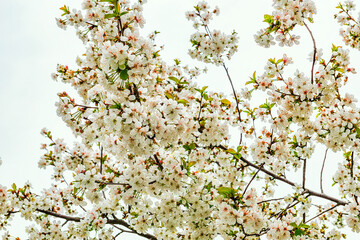 Cherry tree branch with blooming flowers