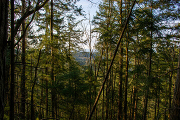 Light Touching the Trees