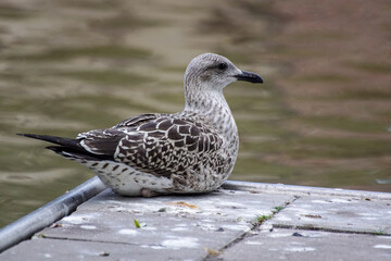 seagull on the beach