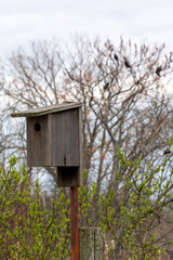 Wooden Birdhouse On A Pole In Spring