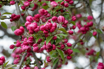 Red Crabapple Blossoms On The Tree In Spring