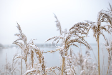 Fototapeta premium Reeds covered in snow in winter against bright white background