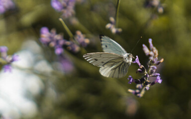 Schmetterling auf Blume