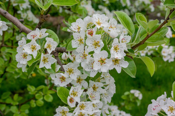 White Bradford Pear Blossoms On The Tree In Spring