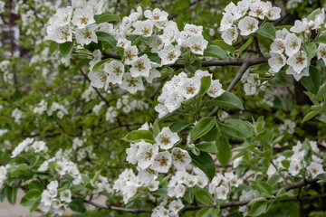 White Bradford Pear Blossoms On The Tree In Spring