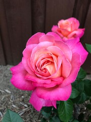 Pink Roses in Garden