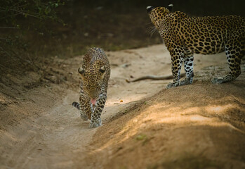 Leopards of Yala Sri Lanka
