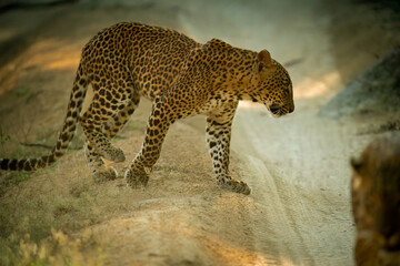 Leopards of Yala Sri Lanka
