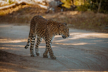 Leopards of Yala Sri Lanka