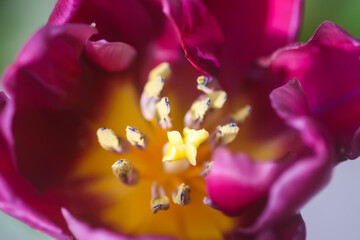 Fototapeta na wymiar Tulip flower. Beautiful spring plant in flowering season.