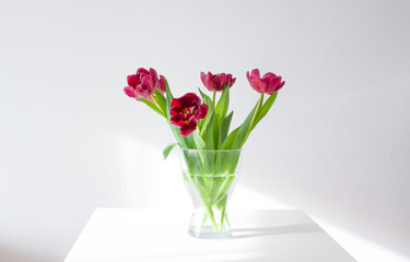 Tulip flowers. Beautiful spring plants in flowering season.