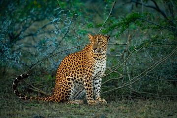 Leopards of Yala Sri Lanka