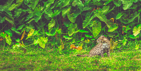 Wild Fishing Cat