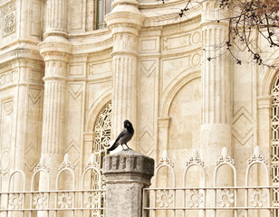 Crow in front of old buildings