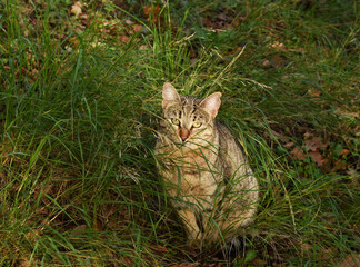 Cat in the meadows