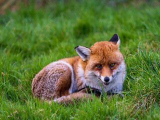 Close-up of a Red Fox