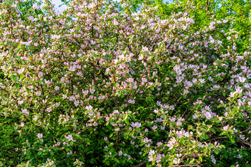 Blooming spring rosehip bush with pink flowers