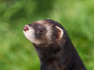 Close-up of a Polecat Head