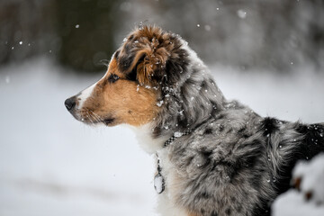 Fototapeta na wymiar male Australian shepherd puppy in the snow