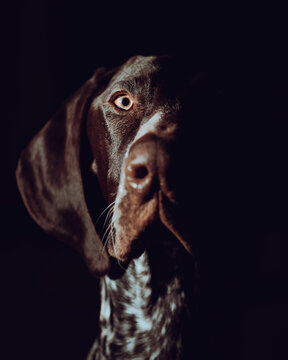 German pointer gsp dog portrait