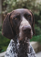 close up portrait of German pointer gsp dog