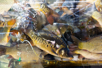 Live fresh water fishes in glass aquarium in supermarket