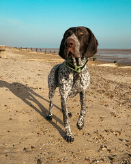 German pointer gsp dog at the beach sand
