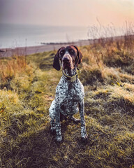German pointer gsp dog in field