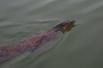 Monitor lizard in a wildlife pond in Sri Lanka