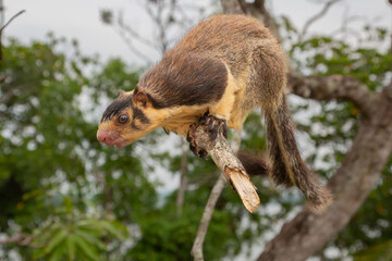 Ratufa macroura Big tailed giant squirrel South India Sri Lanka