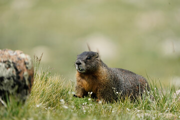 marmot in the grass