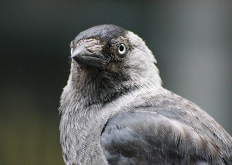 close up of a bird