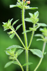 Clinopodium acinos grows in nature