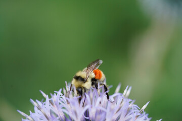 bee on a flower
