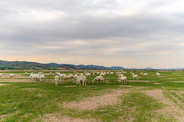 goat farming in saudi desert 