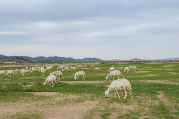 Obraz premium goat farming in saudi desert 