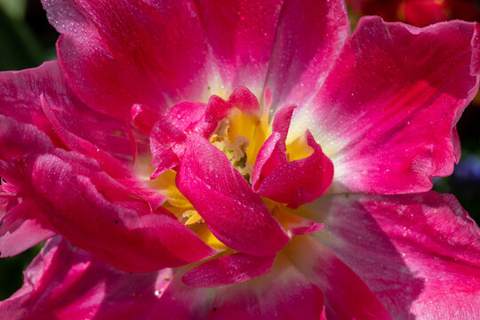 Close up of a pink garden tulip (tulipa gesneriana) flower in bloom