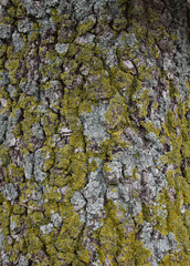 Mossy tree background