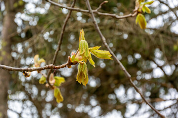 Horse Chestnut Tree Leaves Emerging In Spring Buds