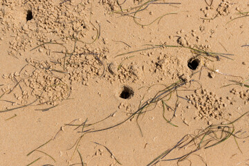 Crab holes in the sand, Ria Formosa, Algarve, Portugal