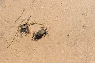 Crab on the ground, Ria Formosa Natural Park, Algarve