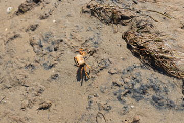 Crab on the ground, Ria Formosa Natural Park, Algarve