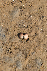 Clam shell on the sand, Ria Formosa, Natural Park, Algarve