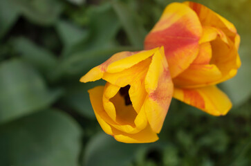 Beautiful tulip on nature background