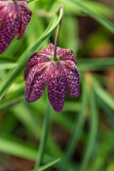 snake's head Fritillaria meleagris blooming in early spring.