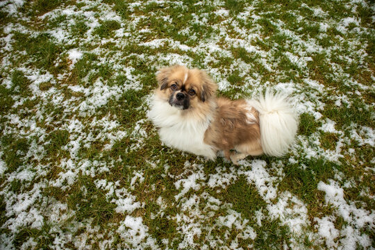 Close Cute Tibetan Spaniel Stock Photo by ©YAYImages 259621010