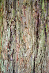 Nahaufnahme von einem Baumstamm Baumrinde