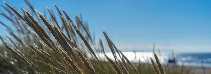 Dune grass with sea in background. Sea landscape.