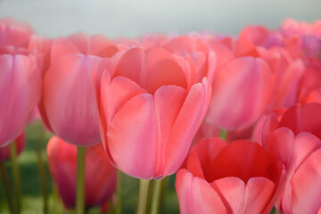 Light red tulip on a blurred background